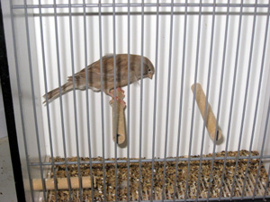 besg hos karl aage 042r